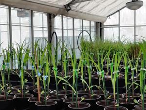Corn plants are tested for their ability to tolerate stress conditions in a University of Houston greenhouse after melatonin application.