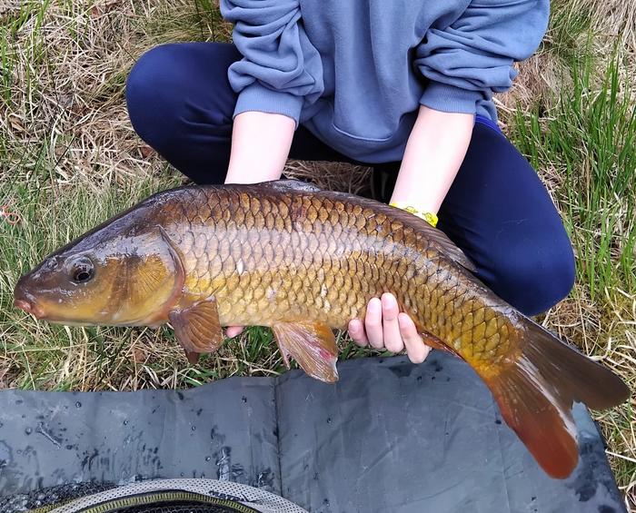 Carp Image