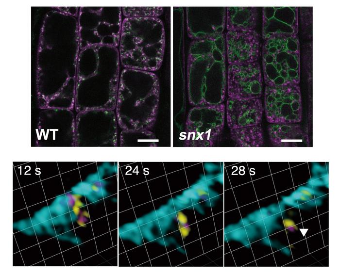 VAMP727 is retrieved from the vacuolar membrane by SORTING NEXINs.