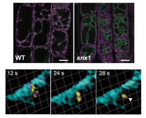 VAMP727 is retrieved from the vacuolar membrane by SORTING NEXINs.