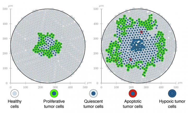 Snapshots of a Tumor Model