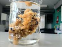 <i>Halichondria panicea</i> (2 of 2)