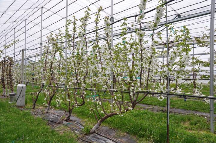 How UFOs Can Improve Sweet Cherry Production