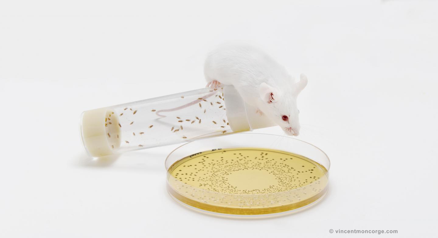 Gut Microbes Help Sustain Body Growth Despite Malnutrition  (1 of 3)