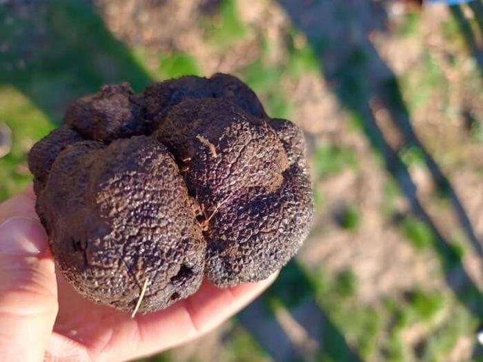 BlackTruffles