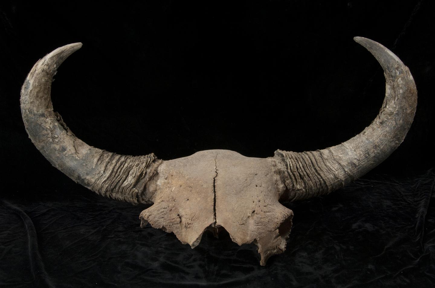 Bison Skull