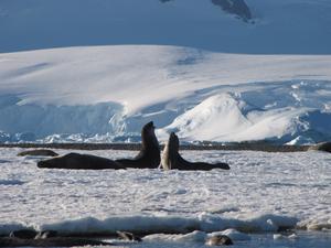 Young elephant seals, by Prof Bethan Davies