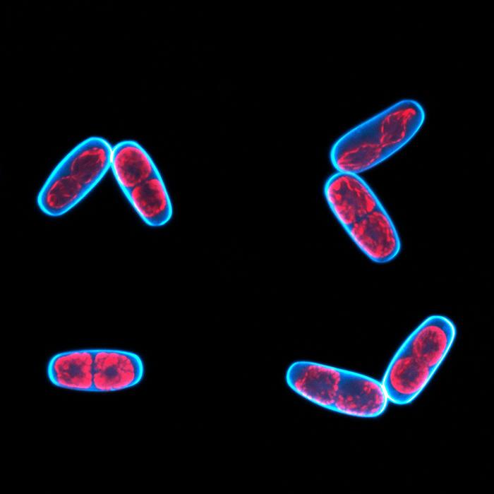 Mesotaenium cells - a single-celled green alga belonging to the zygnematophytes