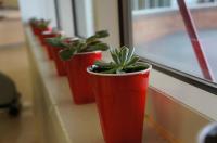 Plants along a Windowsill