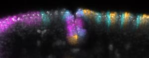 Gene expression in the cephalic furrow of a Drosophila melanogaster embryo.