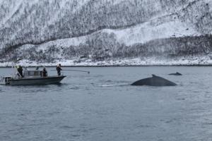 Biologging devices being attached to whales in Norway