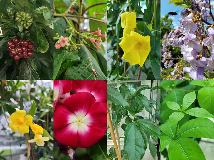 Plants that produce iridoids