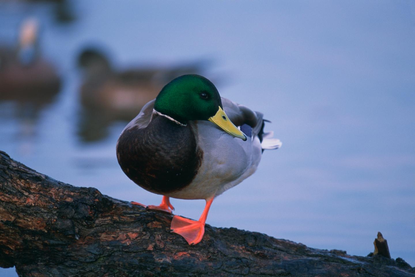Mallard