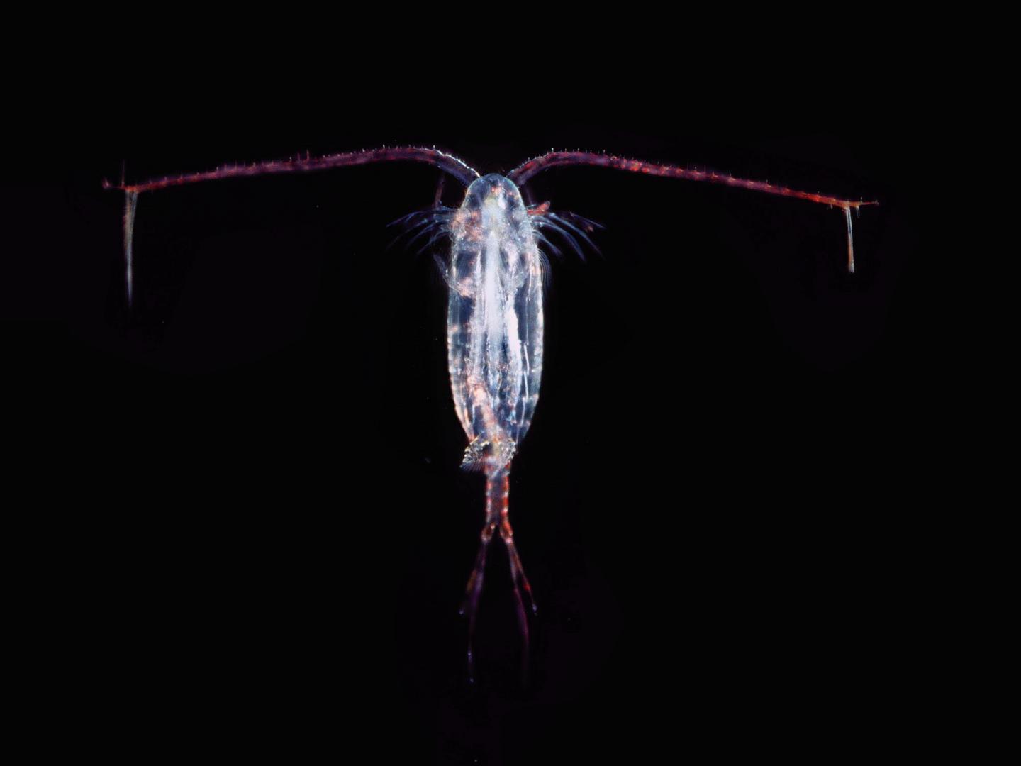 Copepod