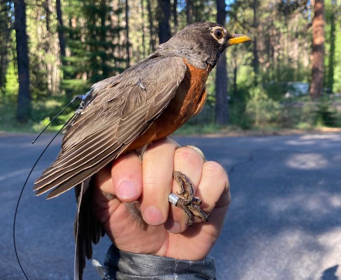 American robin