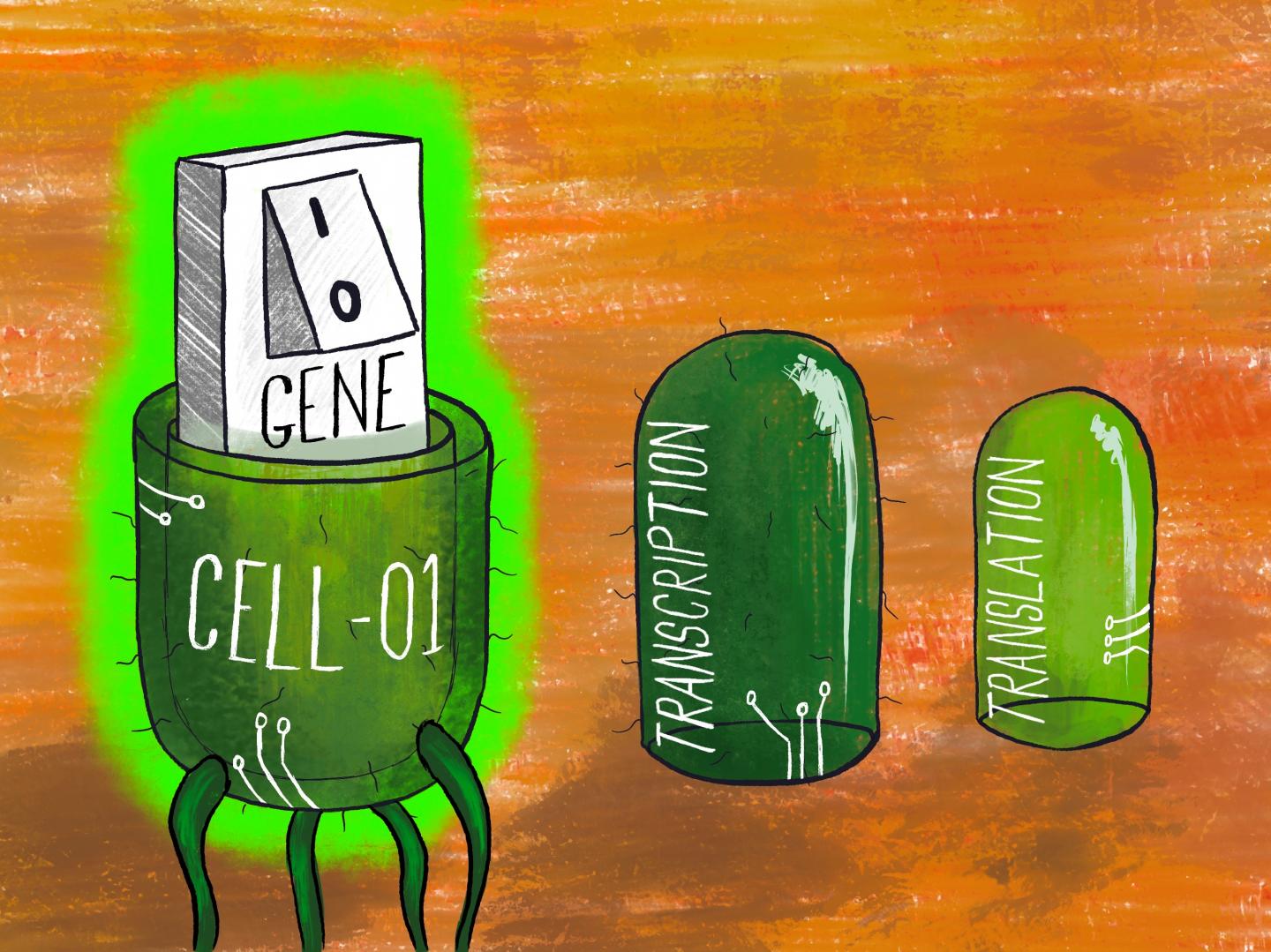 Multi-level regulation in an engineered cell