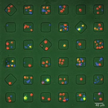 Cells Within Nanowell Array