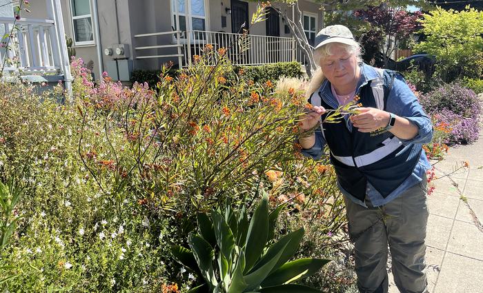 City-Dwelling Monarch Butterflies Stay Put