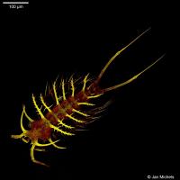 Bizarre New Copepod, <i>Ceratonotus steiningeri</i>