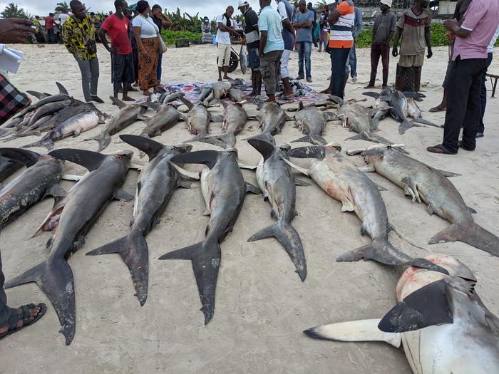 Shark catch from one boat after a week at sea