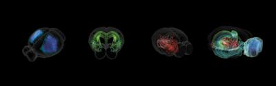 Blue Brain Project Releases First-ever Digital 3D Brain Cell Atlas