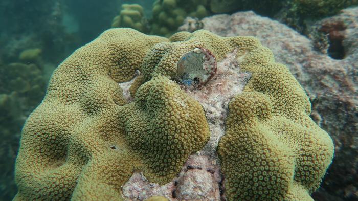 Surprising discovery about coral’s resilience could help reefs survive climate change
