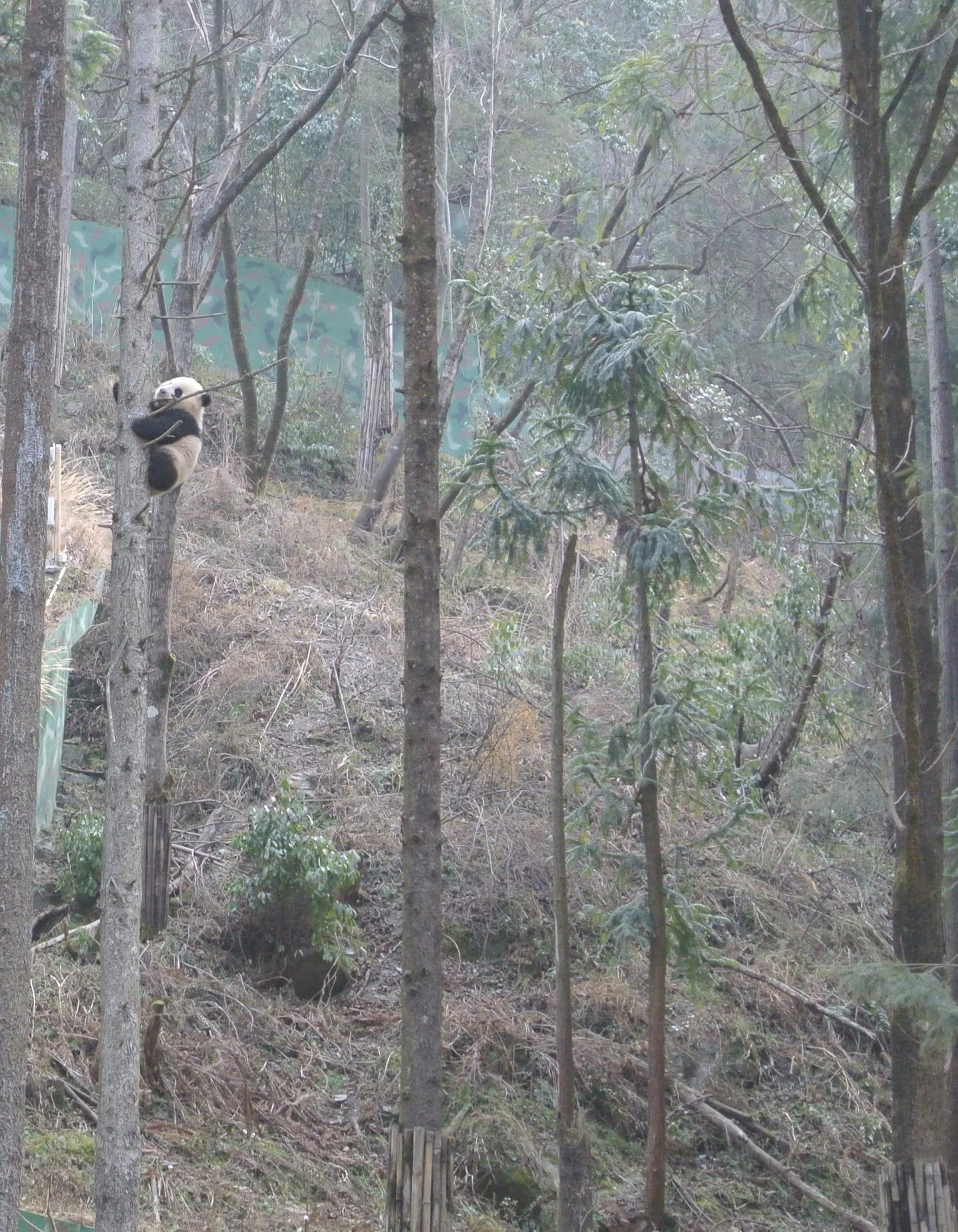 Climbing Young Panda