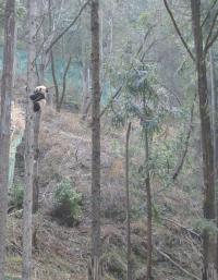 Climbing Young Panda