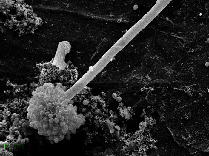 Scanning electron microphotography showing multiple microbial species in the biopurifier after 8 months of operation: Aspergillus niger