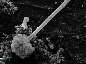 Scanning electron microphotography showing multiple microbial species in the biopurifier after 8 months of operation: Aspergillus niger