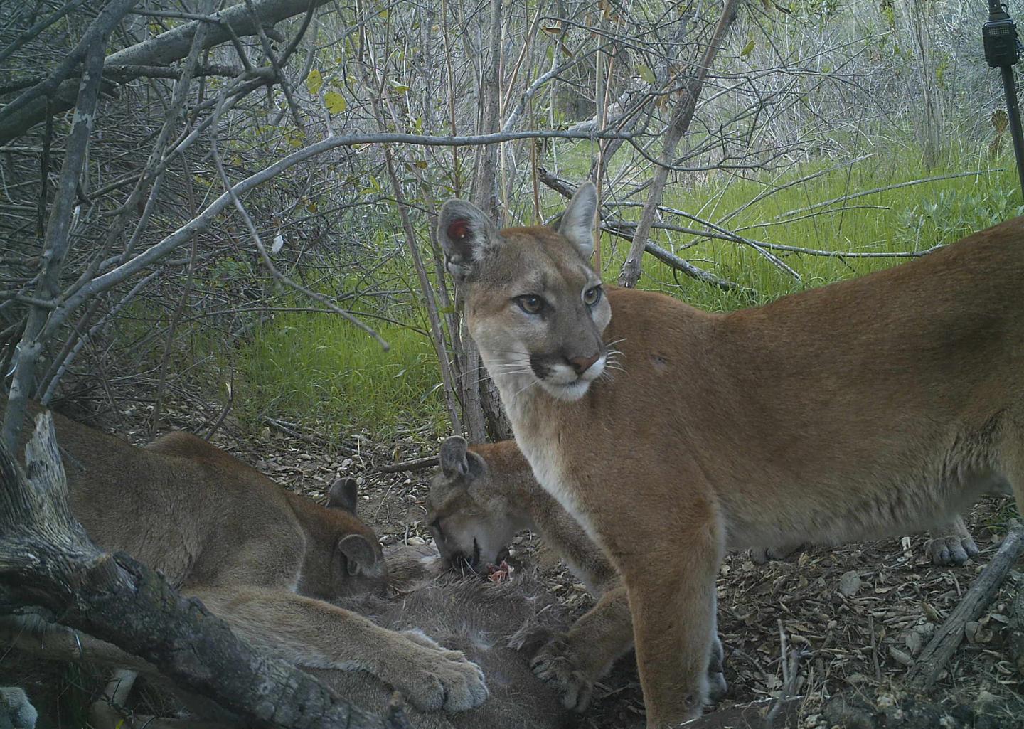 Puma and Cubs