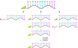 Pathways of a neutral networks