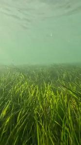 Underwater seagrass meadow