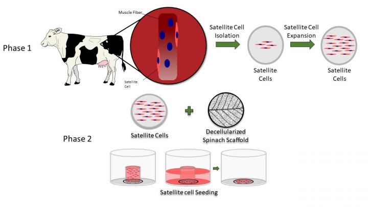 An edible spinach scaffold for lab-grown meat