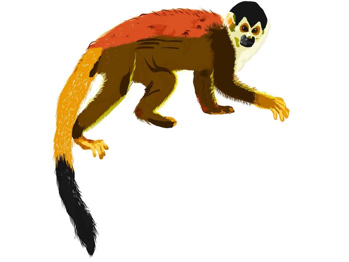 Monkey Cartoon