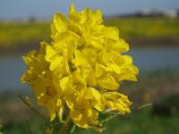 Brassica