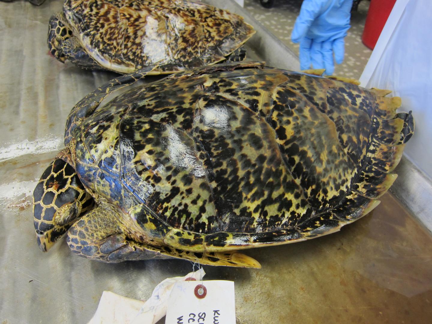 Hawksbill Turtle Carapace