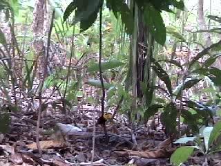 Manakin Bird Performing a Courtship Dance