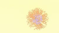 Animation of Polymer Self-Assembly at Oil-Water Interface