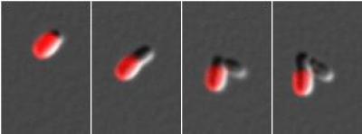Tracking Surface Proteins