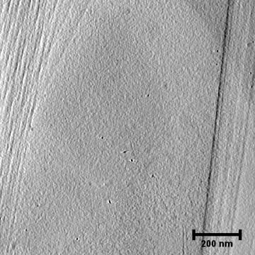 Cryo-EM Movie of Measles Virus