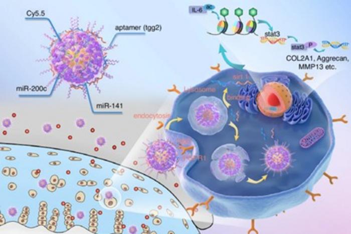 Modulation of signaling pathway by aptamer