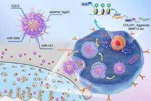 Modulation of signaling pathway by aptamer