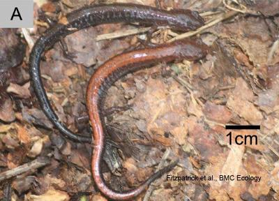 Salamanders