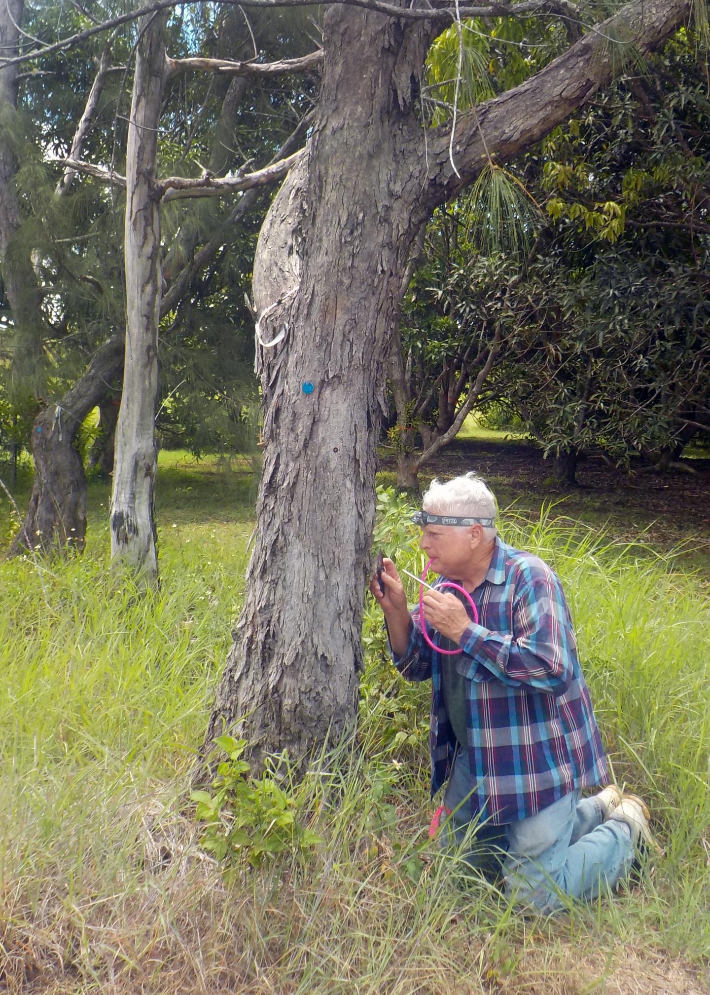 Collecting termites