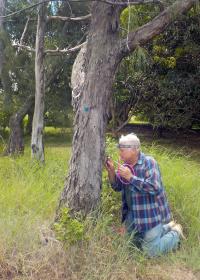 Collecting termites