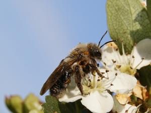 Andrena bee with oil beetle larvae