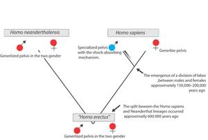 Proposed evolutionary scenario for the development of the modern human pelvis