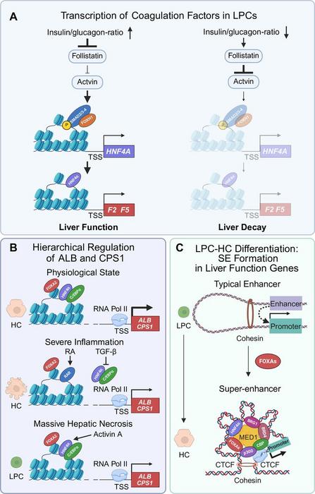 Mechanisms by which LPCs perform hepatocyte functions and differentiate into hepatocytes.