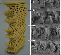 Helicoidal Structure of the Mantis Shrimp Club